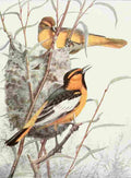 Brooks Birds of Washington 1909 Bullock Orioles A4 Photo Print