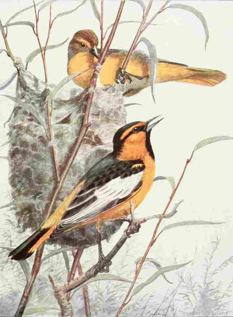 Brooks Birds of Washington 1909 Bullock Orioles A4 Photo Print