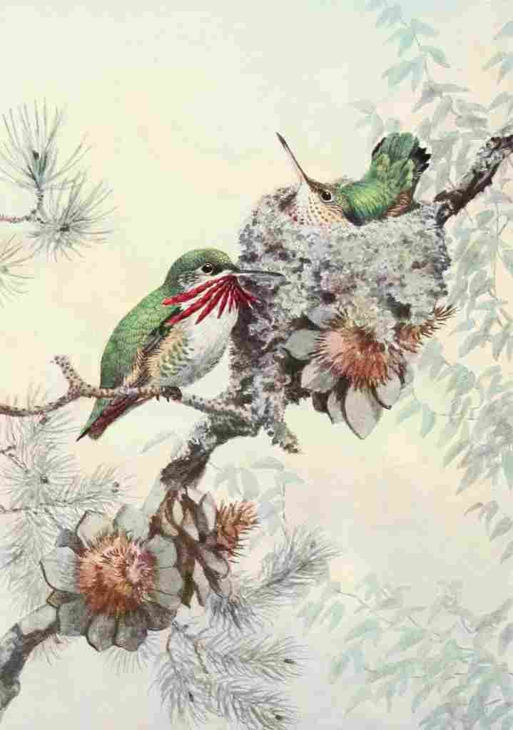 Brooks Birds of Washington 1909 Calliope Hummers A4 Photo Print