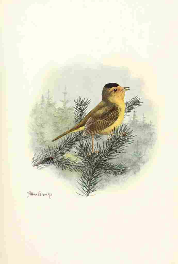 Brooks Birds of Washington 1909 Golden Warbler A4 Photo Print