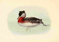 Brooks Birds of Washington 1909 Holboells Grebe A4 Photo Print