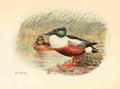 Brooks Birds of Washington 1909 Shovellers A4 Photo Print