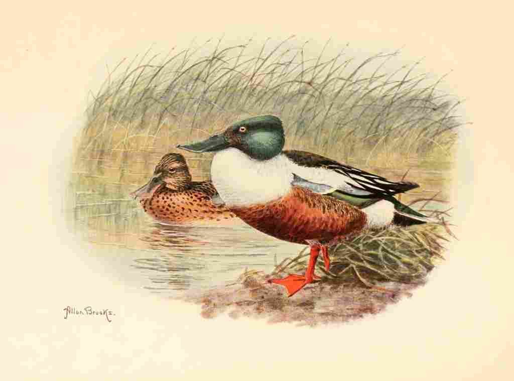 Brooks Birds of Washington 1909 Shovellers A4 Photo Print