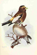 Brooks Birds of Washington 1909 W Evening Grosbeaks A4 Photo Print