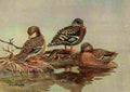 Brooks Nat History of Ducks 1925 African Ducks A4 Photo Print