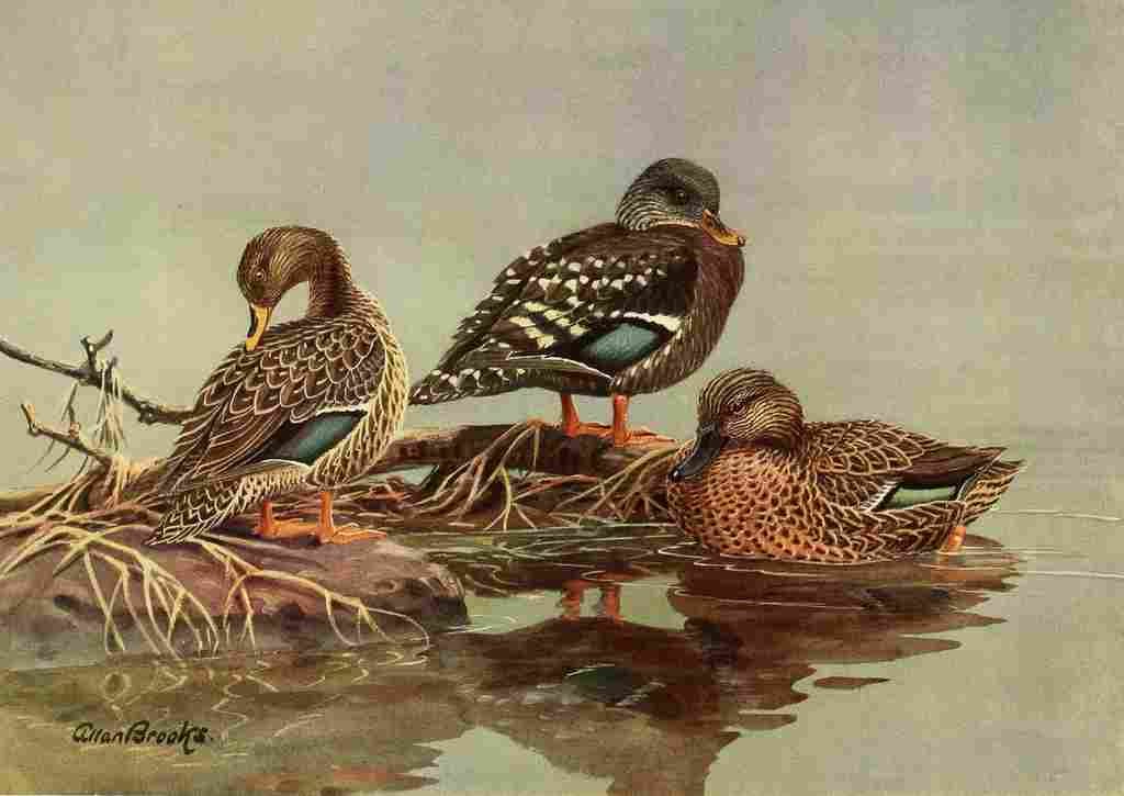 Brooks Nat History of Ducks 1925 African Ducks A4 Photo Print