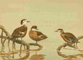 Brooks Nat History of Ducks 1925 Andaman & Hottentot Teal A4 Photo Print