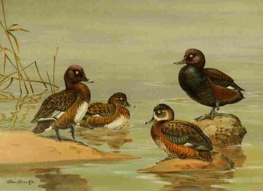 Brooks Nat History of Ducks 1925 Australian Duck & Pochard A4 Photo Print