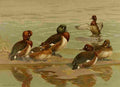 Brooks Nat History of Ducks 1925 Baers Pochard A4 Photo Print