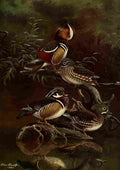 Brooks Nat History of Ducks 1925 Carolina Duck A4 Photo Print
