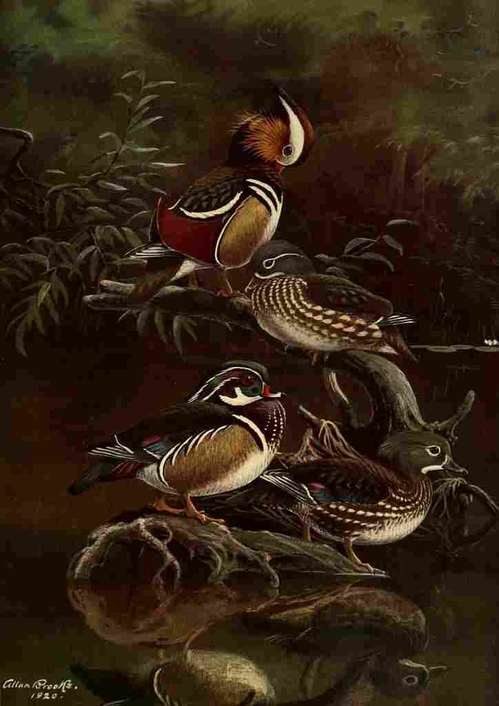 Brooks Nat History of Ducks 1925 Carolina Duck A4 Photo Print