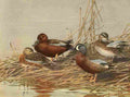 Brooks Nat History of Ducks 1925 Cinnamon Teal et al A4 Photo Print