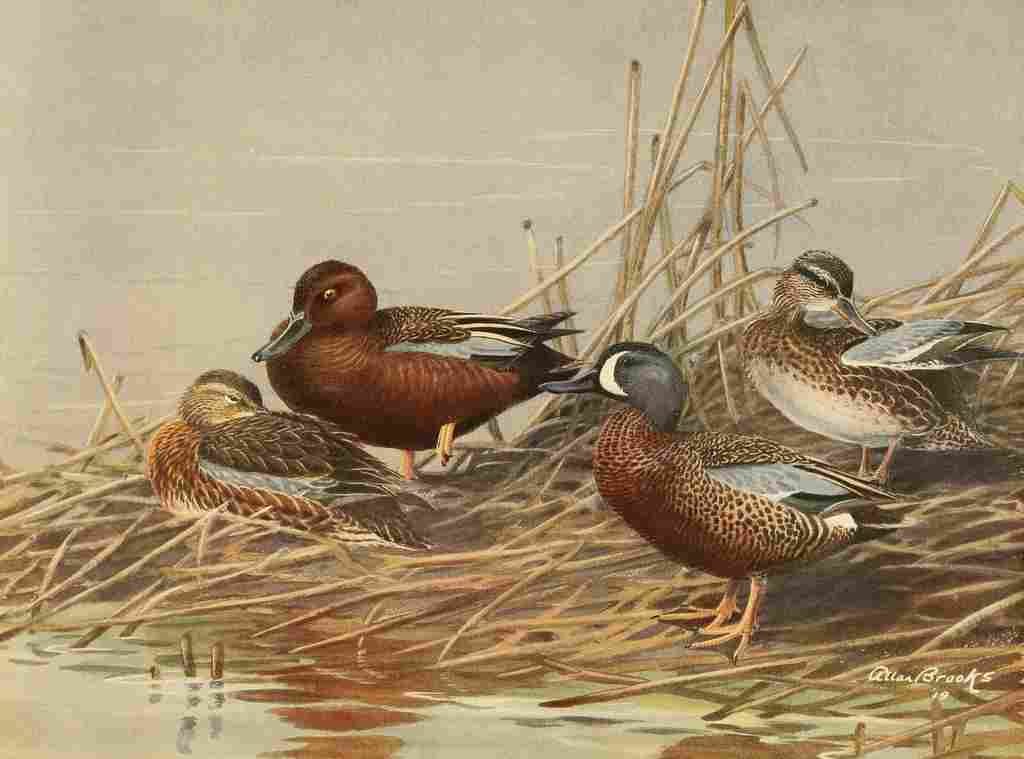 Brooks Nat History of Ducks 1925 Cinnamon Teal et al A4 Photo Print