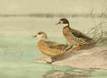 Brooks Nat History of Ducks 1925 Crested & Bronze winged A4 Photo Print