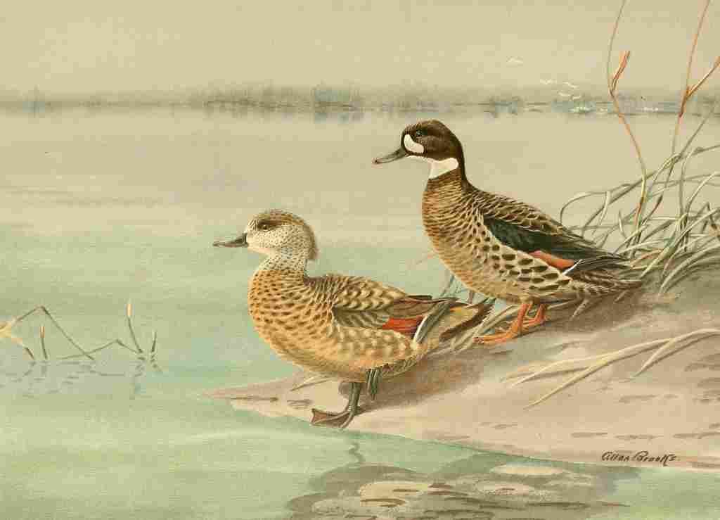 Brooks Nat History of Ducks 1925 Crested & Bronze winged A4 Photo Print