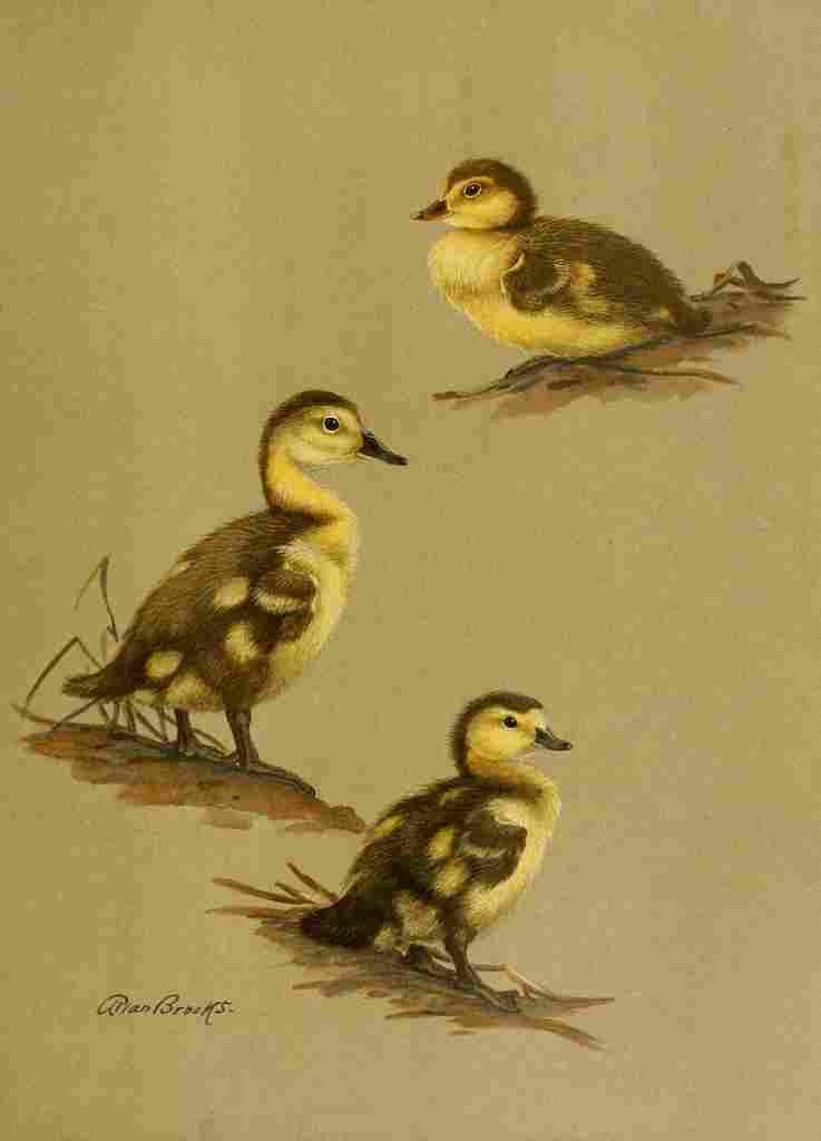 Brooks Nat History of Ducks 1925 Downy Duck A4 Photo Print