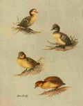 Brooks Nat History of Ducks 1925 Downy Ducks A4 Photo Print