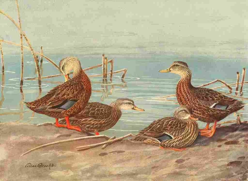 Brooks Nat History of Ducks 1925 Florida & Mexican Duck A4 Photo Print