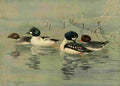 Brooks Nat History of Ducks 1925 Golden eye A4 Photo Print