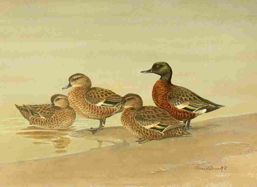 Brooks Nat History of Ducks 1925 Grey & Chestnut Teal A4 Photo Print