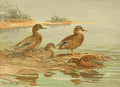 Brooks Nat History of Ducks 1925 Hawaiian & Grey Duck A4 Photo Print