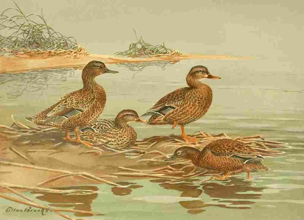Brooks Nat History of Ducks 1925 Hawaiian & Grey Duck A4 Photo Print