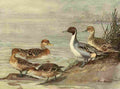Brooks Nat History of Ducks 1925 Pintail A4 Photo Print