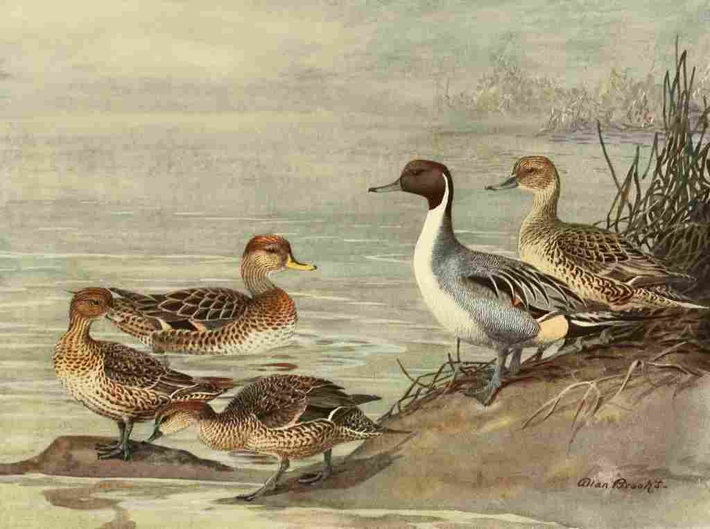 Brooks Nat History of Ducks 1925 Pintail A4 Photo Print