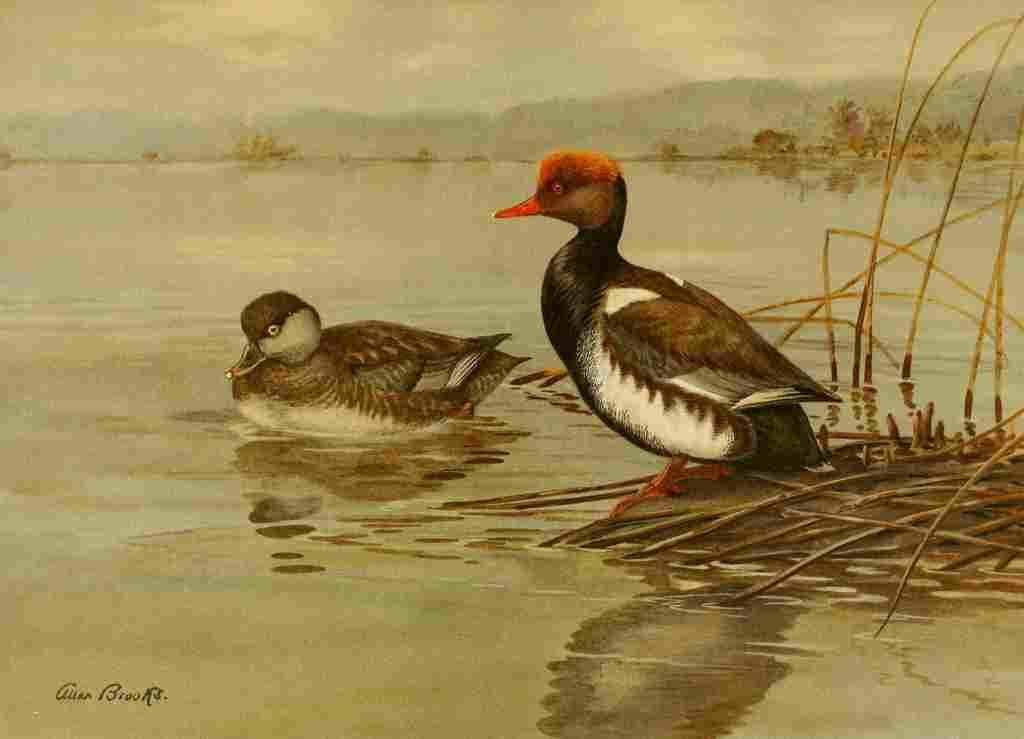 Brooks Nat History of Ducks 1925 Pochard A4 Photo Print