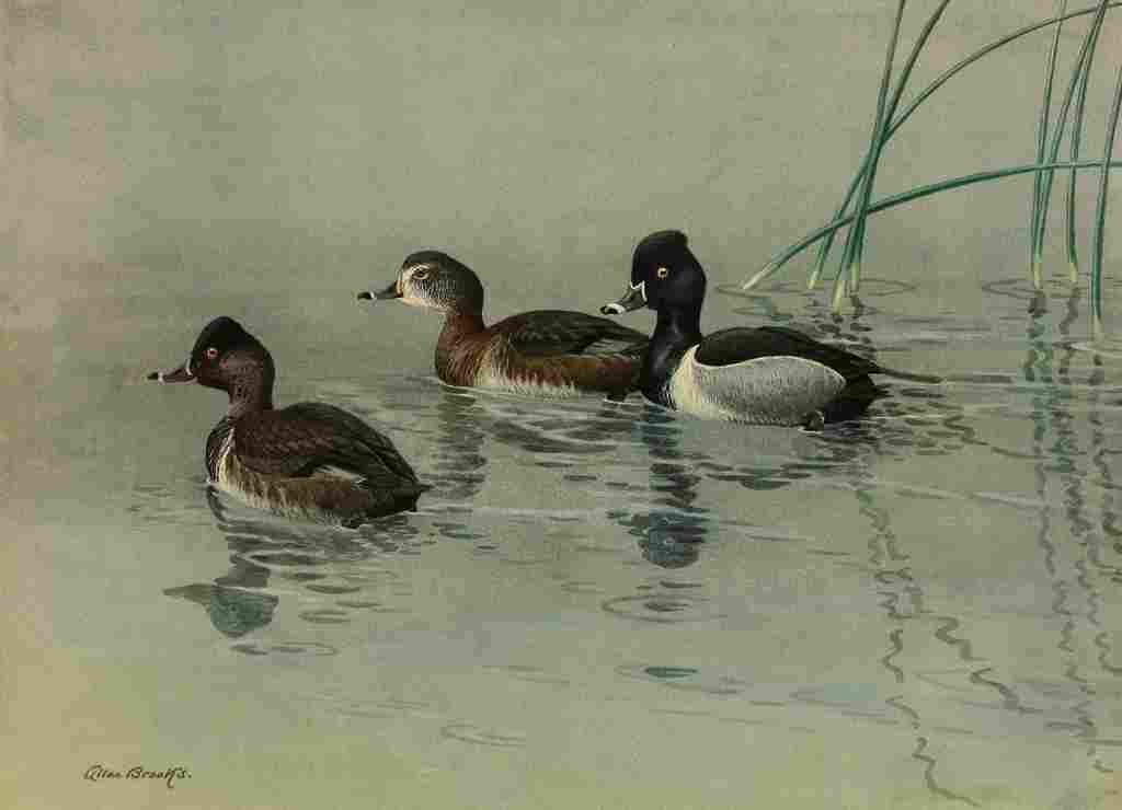 Brooks Nat History of Ducks 1925 Ring necked Duck A4 Photo Print