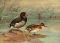 Brooks Nat History of Ducks 1925 Rosy billed Duck A4 Photo Print