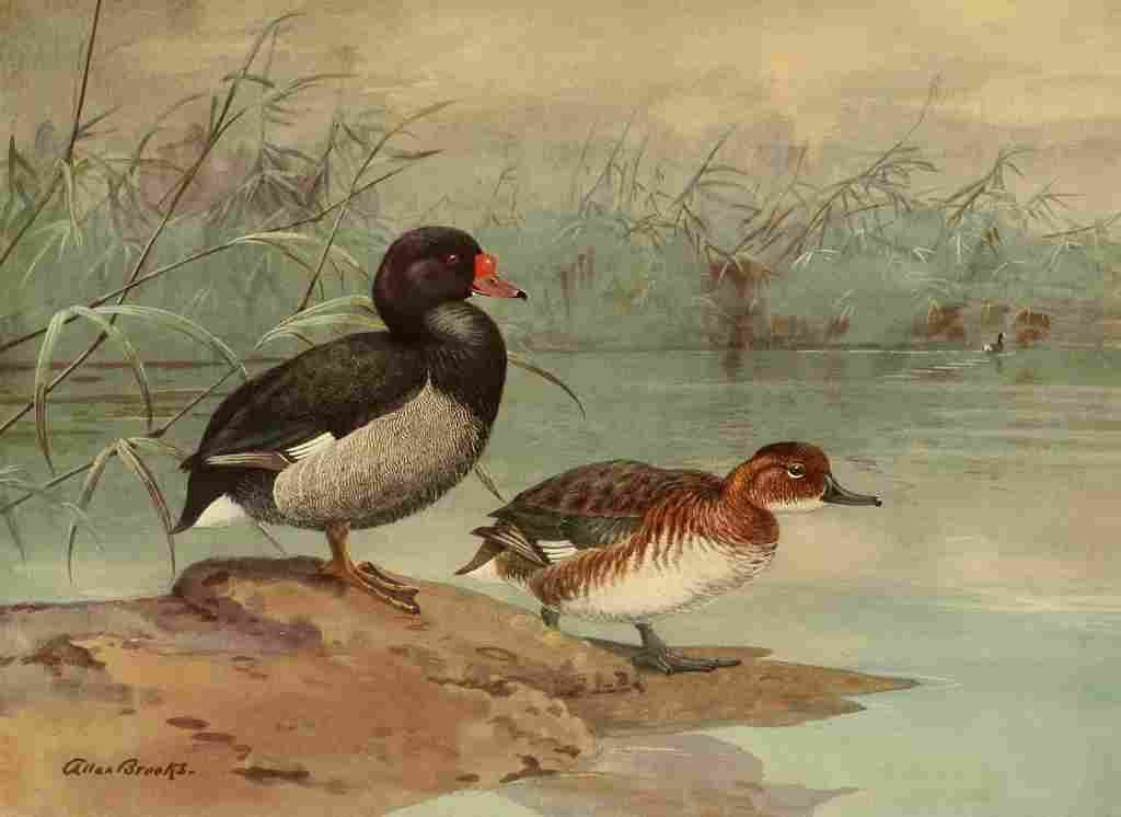 Brooks Nat History of Ducks 1925 Rosy billed Duck A4 Photo Print