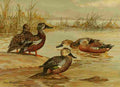 Brooks Nat History of Ducks 1925 SA Shovellers A4 Photo Print