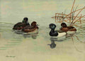 Brooks Nat History of Ducks 1925 Scaup & Duck A4 Photo Print