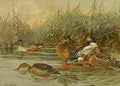 Brooks Nat History of Ducks 1925 Shovellers A4 Photo Print