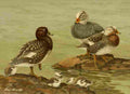 Brooks Nat History of Ducks 1925 Steamer Duck A4 Photo Print