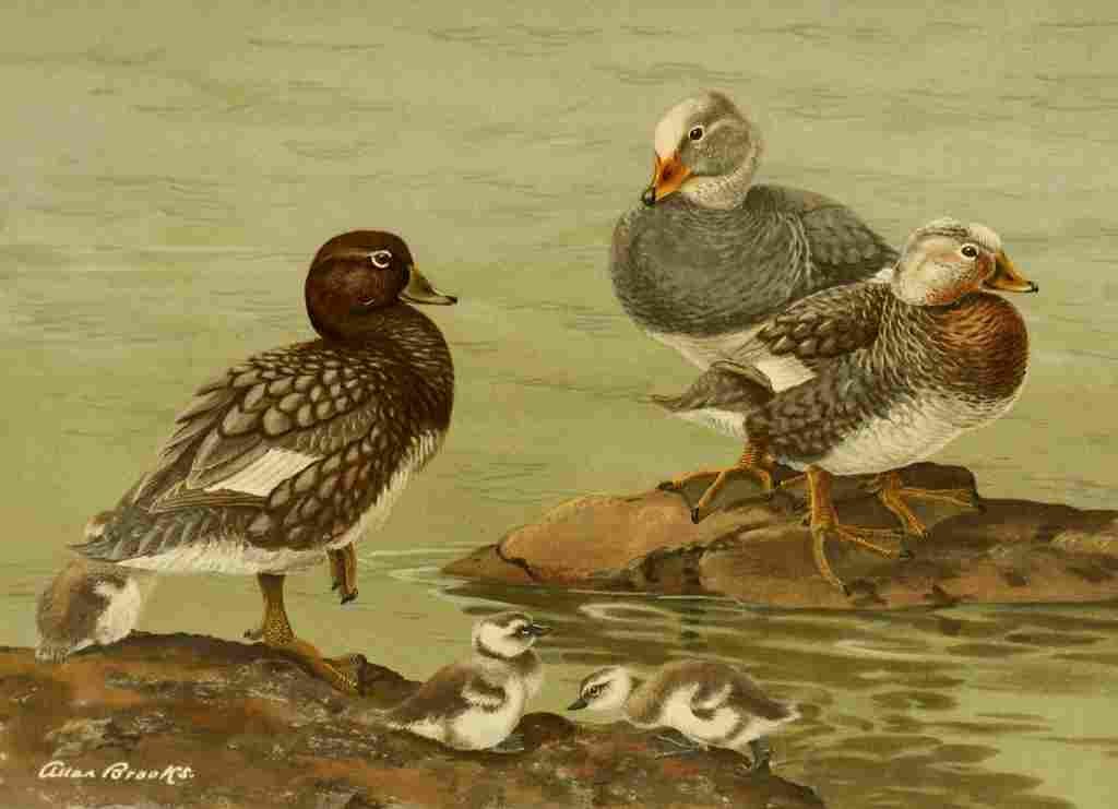 Brooks Nat History of Ducks 1925 Steamer Duck A4 Photo Print