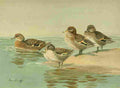Brooks Nat History of Ducks 1925 Teal A4 Photo Print