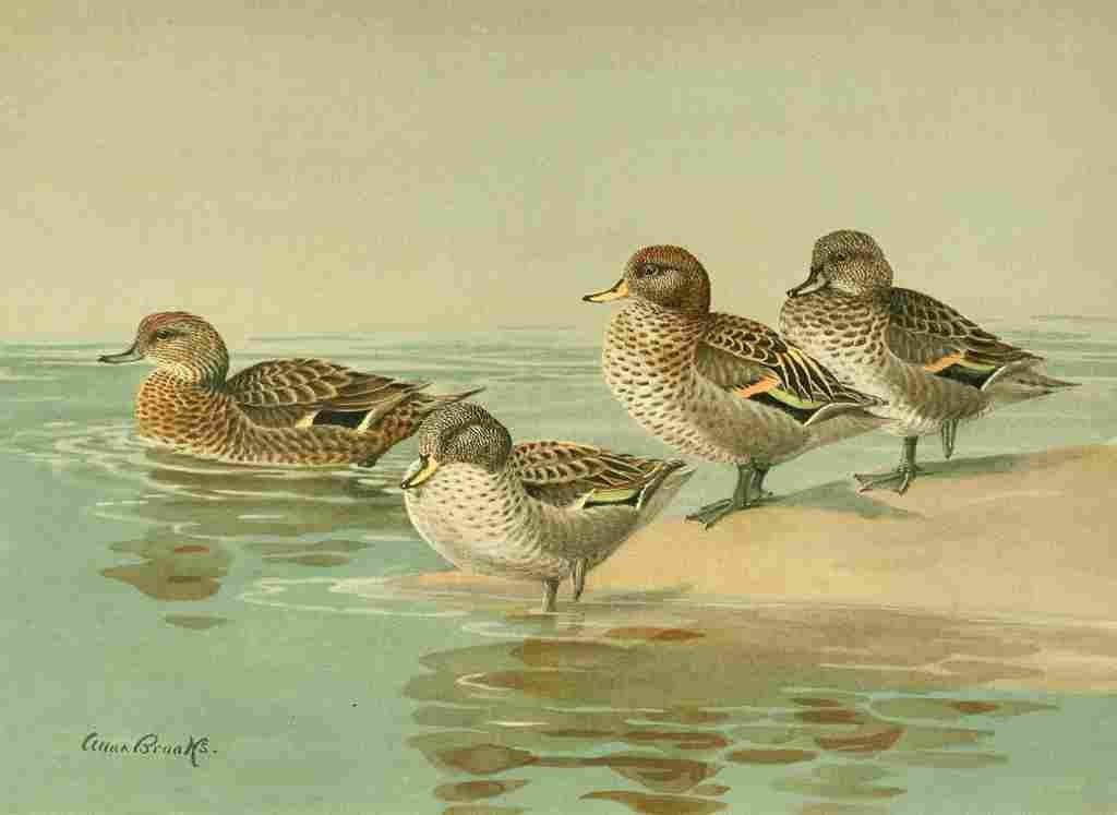 Brooks Nat History of Ducks 1925 Teal A4 Photo Print