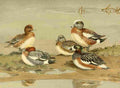 Brooks Nat History of Ducks 1925 Widgeon A4 Photo Print