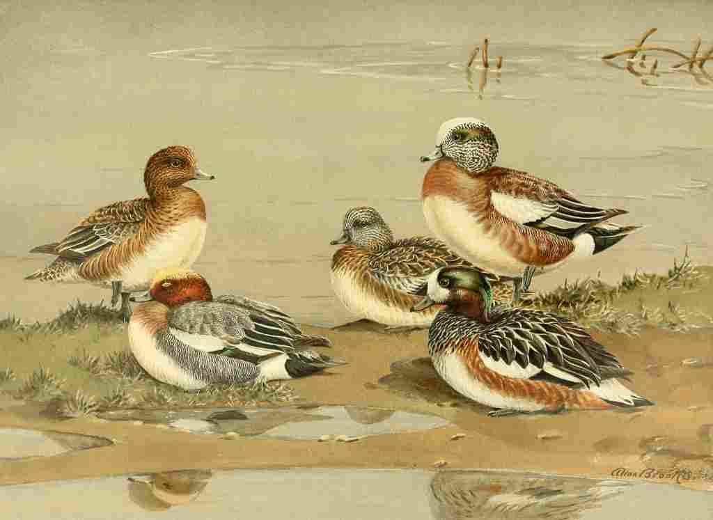 Brooks Nat History of Ducks 1925 Widgeon A4 Photo Print