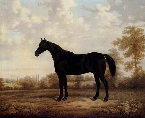 Brown E Dark Bay Hunter In A Wooded Landscape A4 Photo Print