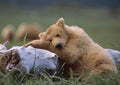 Brown bear sleeping on log