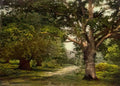 Buckinghamshire Burnham Beeches Vintage A4 Photo Print