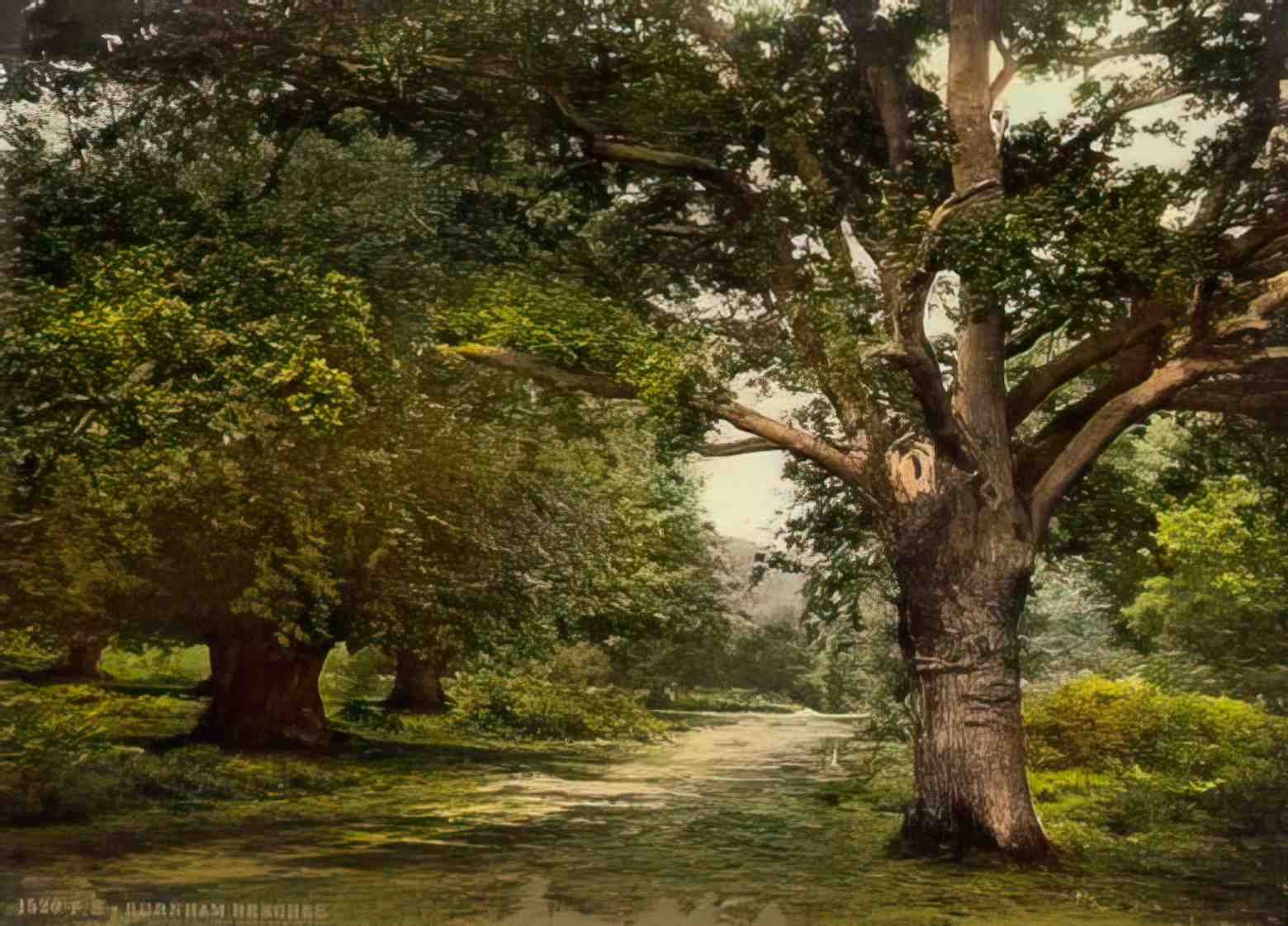Buckinghamshire Burnham Beeches Vintage A4 Photo Print