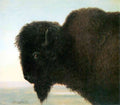 Buffalo Head Bierstadt A4 Photo Print