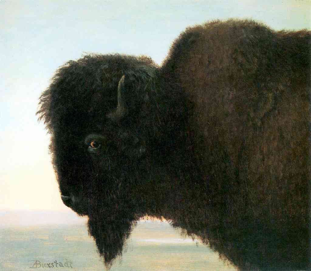 Buffalo Head Bierstadt A4 Photo Print