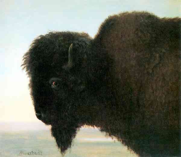 Buffalo Head by Bierstadt A4 Photo Print