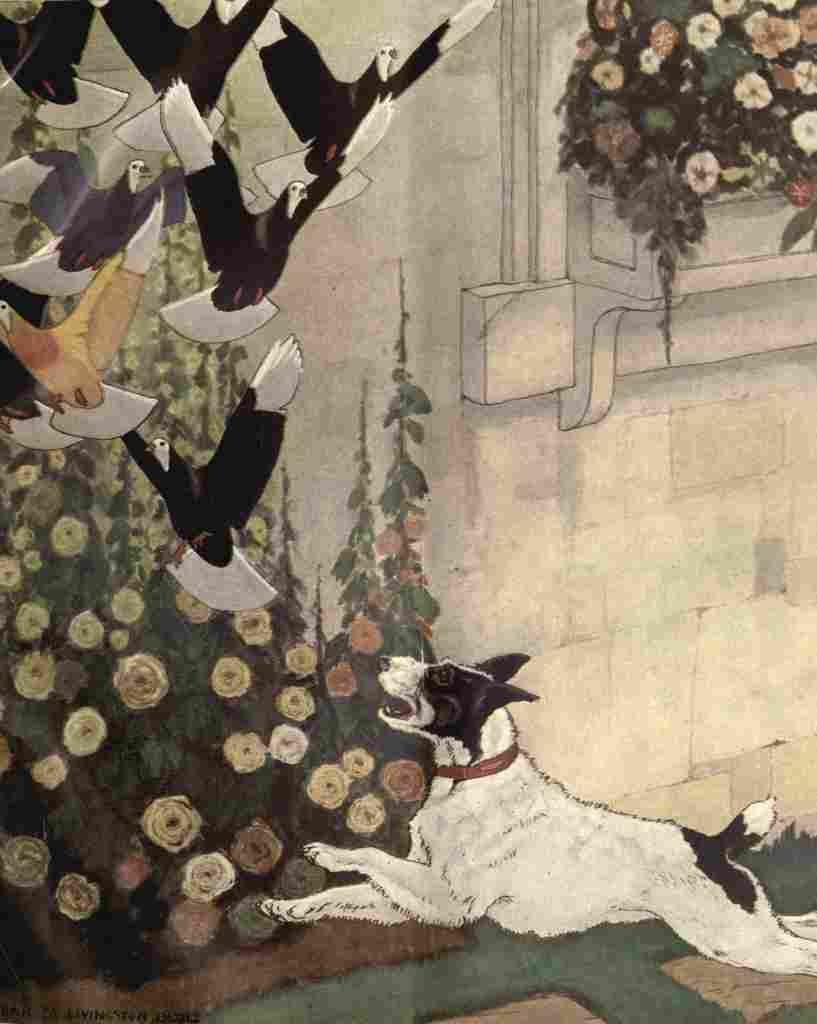 Bull Charles Livingston 1916 Dog chasing pigeons A4 Photo Print
