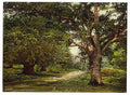 Burnham Beeches London and suburbs Vintage A4 Photo Print